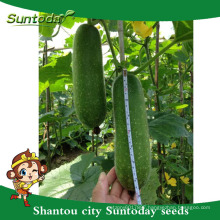 Suntoday to plant a seed image vegetable agriculture heriloom company Organic wax gourd chieh-qua seeds(22001)